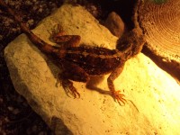 /album/fotogalerie-agama-aculeata/dsc02022-jpg/