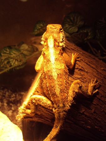 Agama aculeata